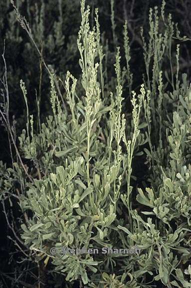 artemisia tridentata 2 graphic